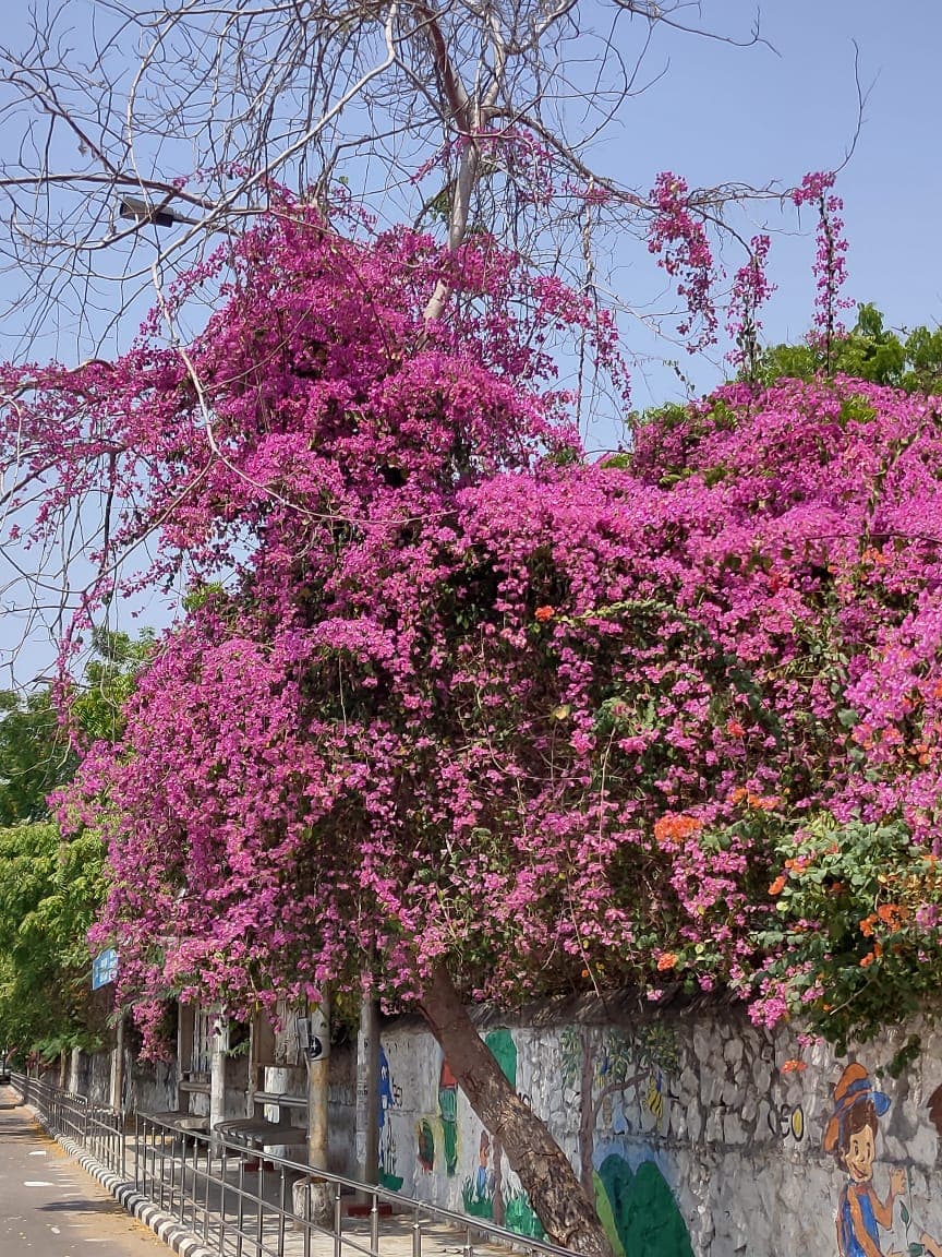 Peer Recognition Award